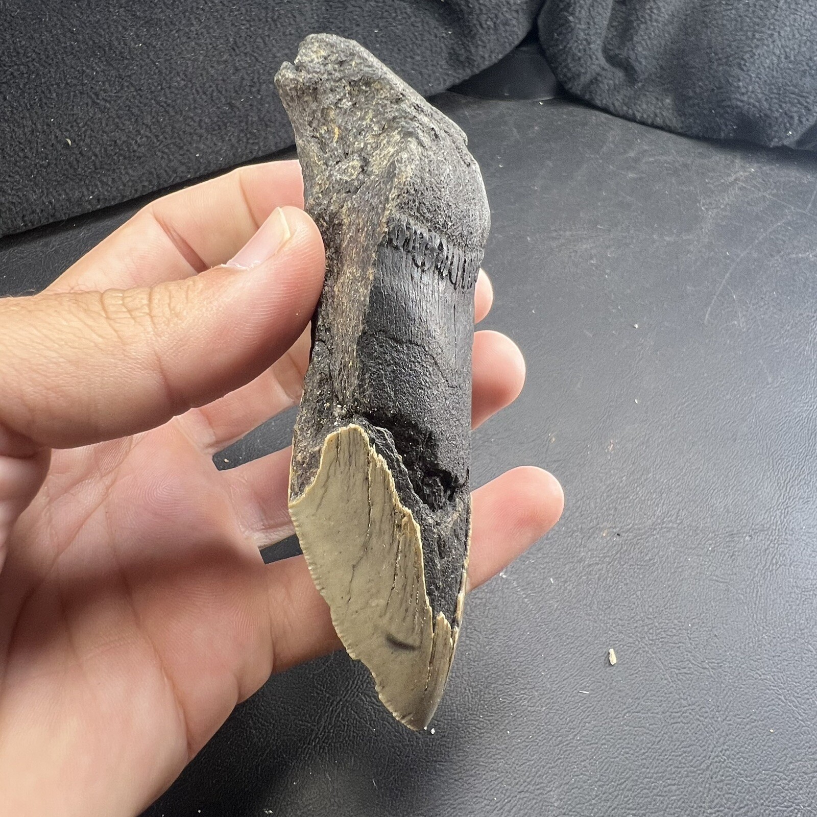 Megalodon Shark Tooth Fossil  North Carolina Coast Megaladon Megladon Meglodon