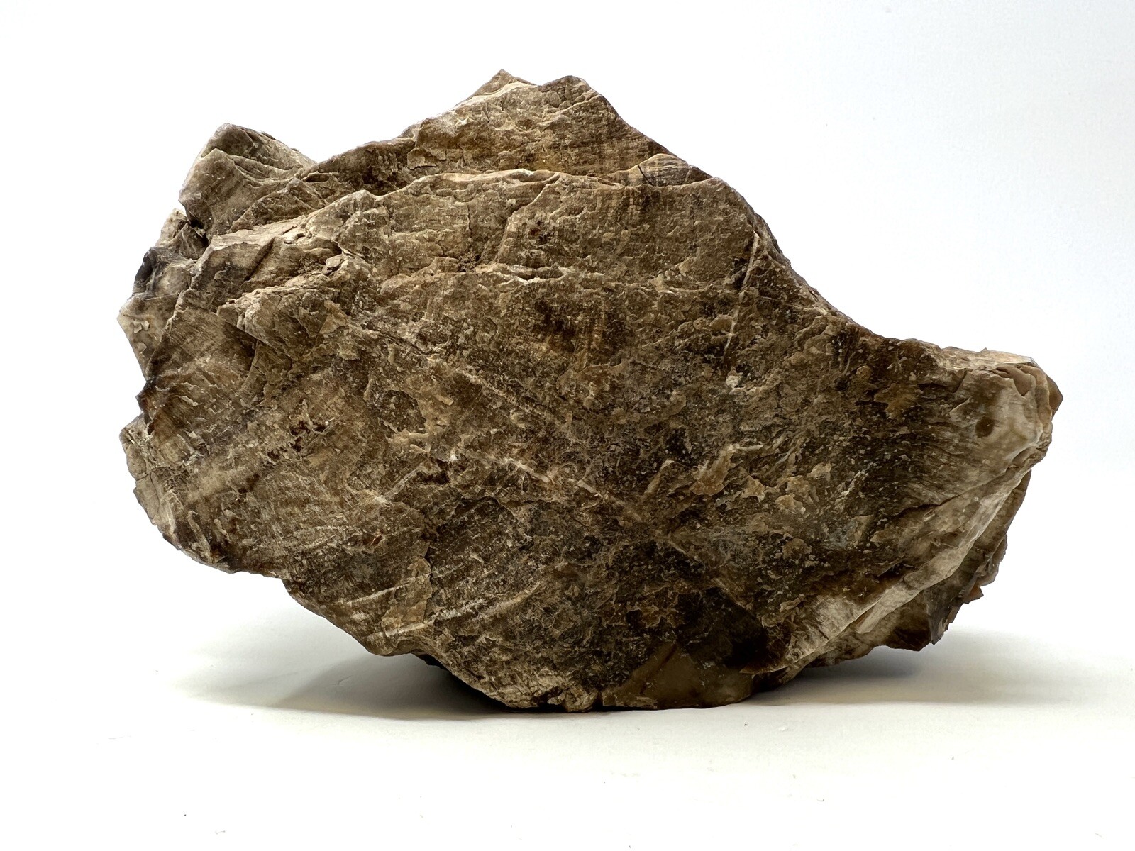 Loose Natural Stone – United States: Raw Petrified Wood 5lb 1oz RARE SPECIMEN