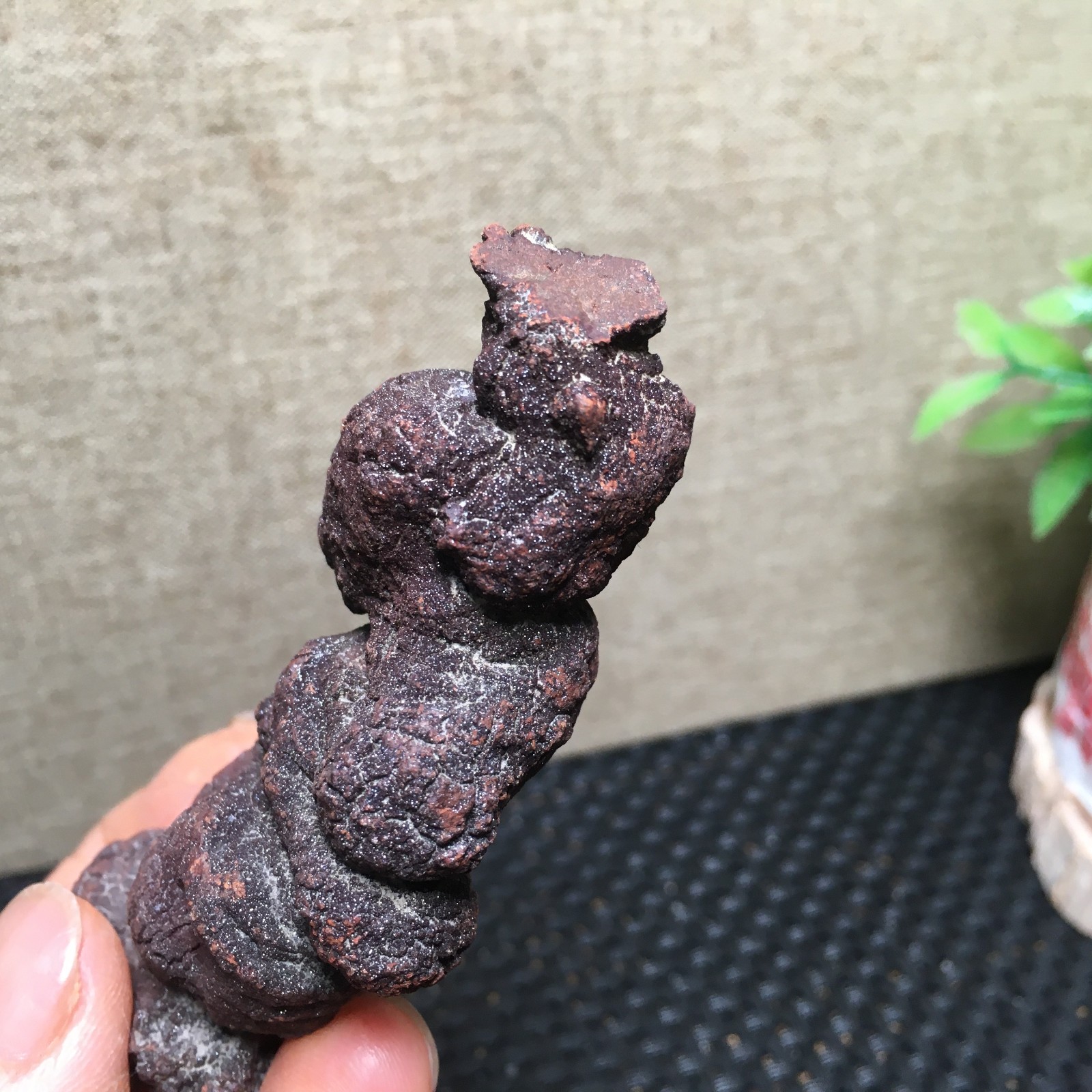 100g Natural dung coprolite Petrified Poop crystal Specimen fb1479