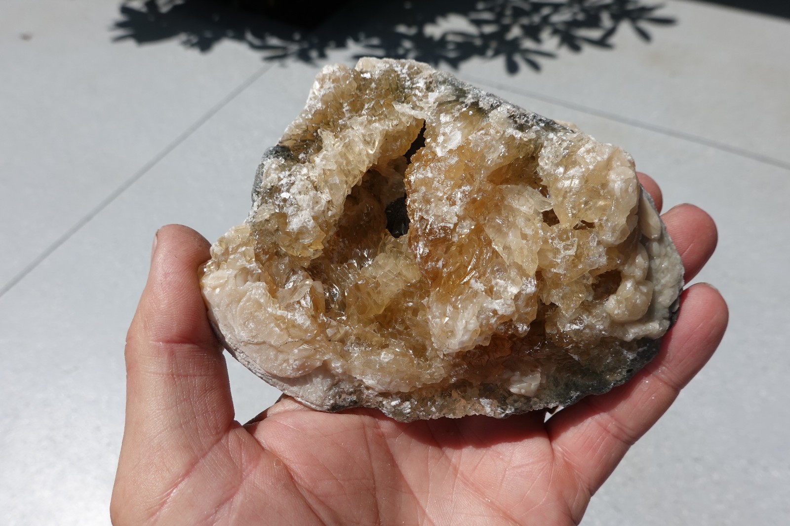 Golden Yellow Calcite Crystal Fossil Clam Mercenaria Shell Florida, Fluorescent