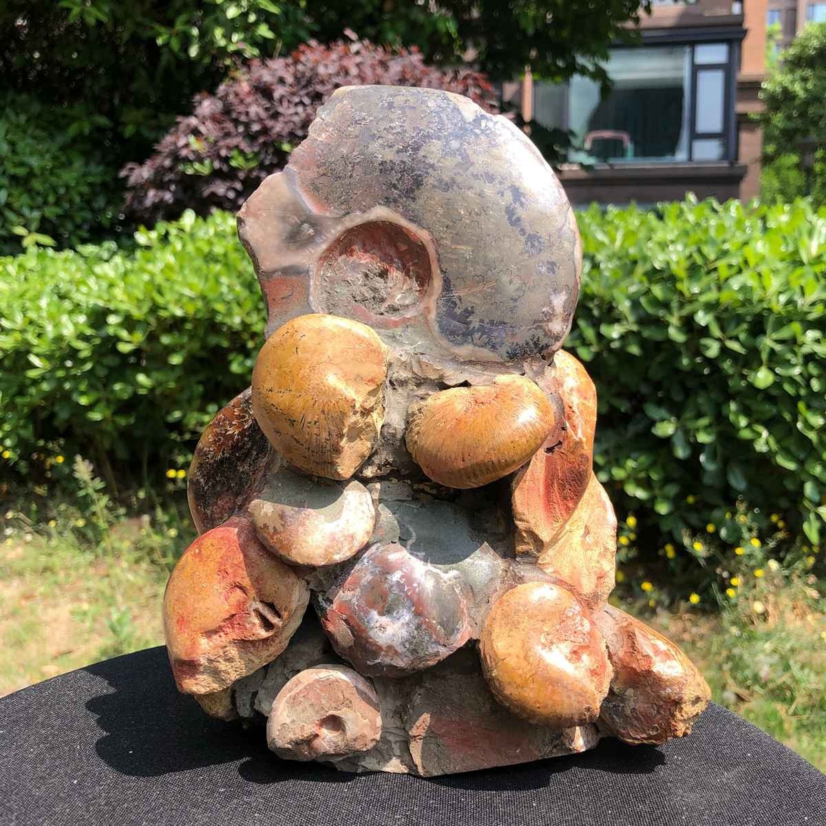 6.42LB Rarem Natural Tentacle Ammonite Fossil Specimen Shell Healing Madagas