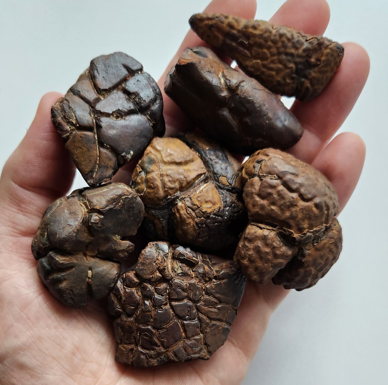 Bulk 1 lb. Lots 1″ To 2.5″ Gator Skin Siderite Concretion Septarian Mineral