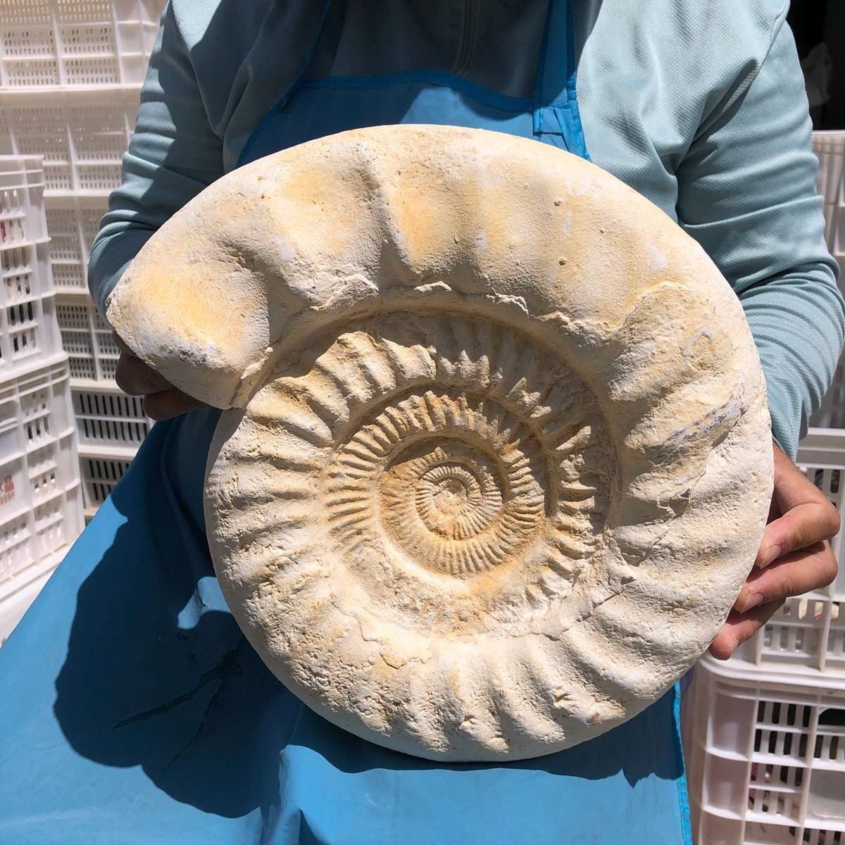 17.31LB Large Natural Beautiful Ammonite Fossil Conch Crystal Specimen Healing