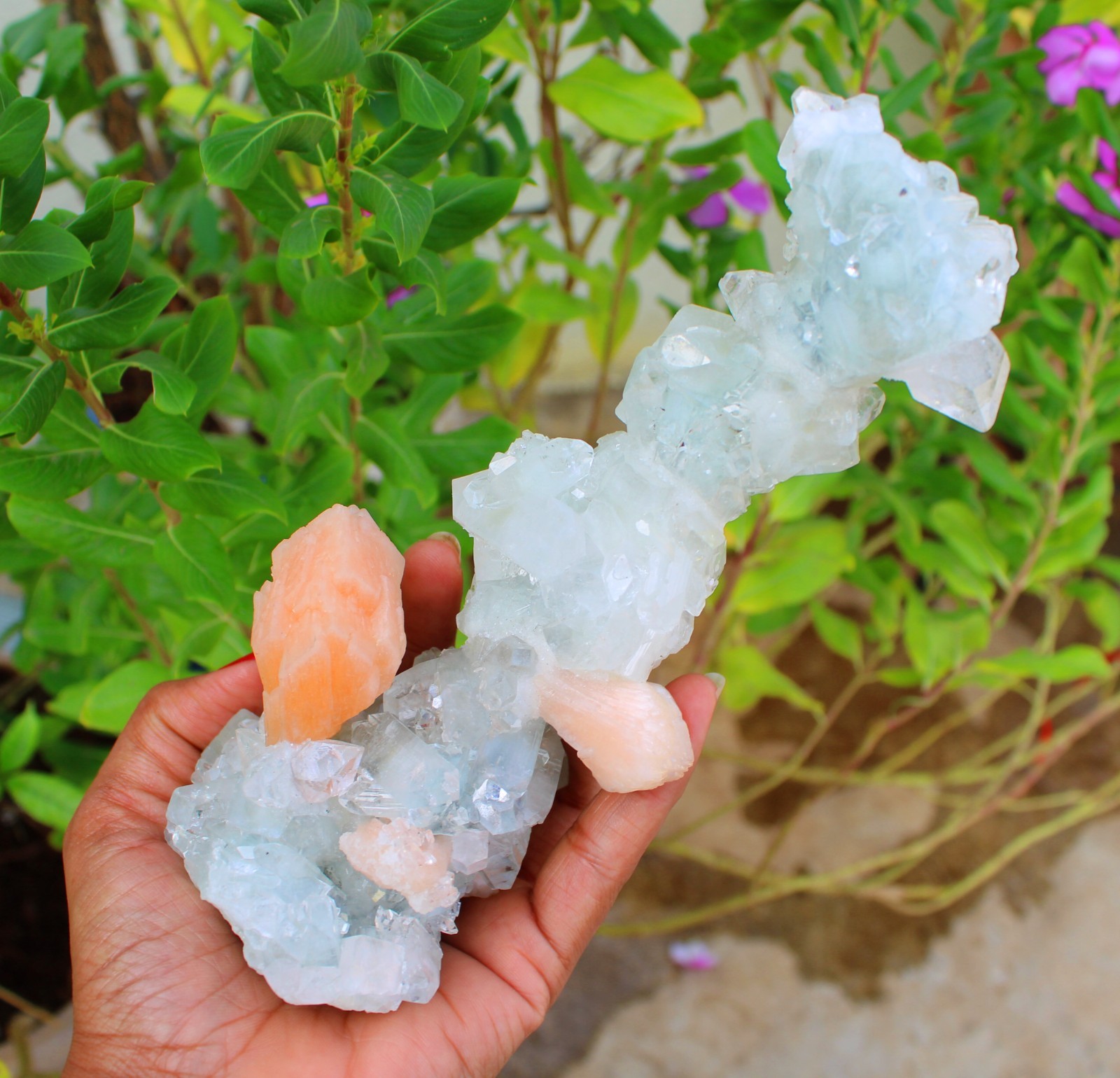 Apophyllite Crystals w/ Stilbite Formation Minerals Specimen ( 20×7 ) REPAIR