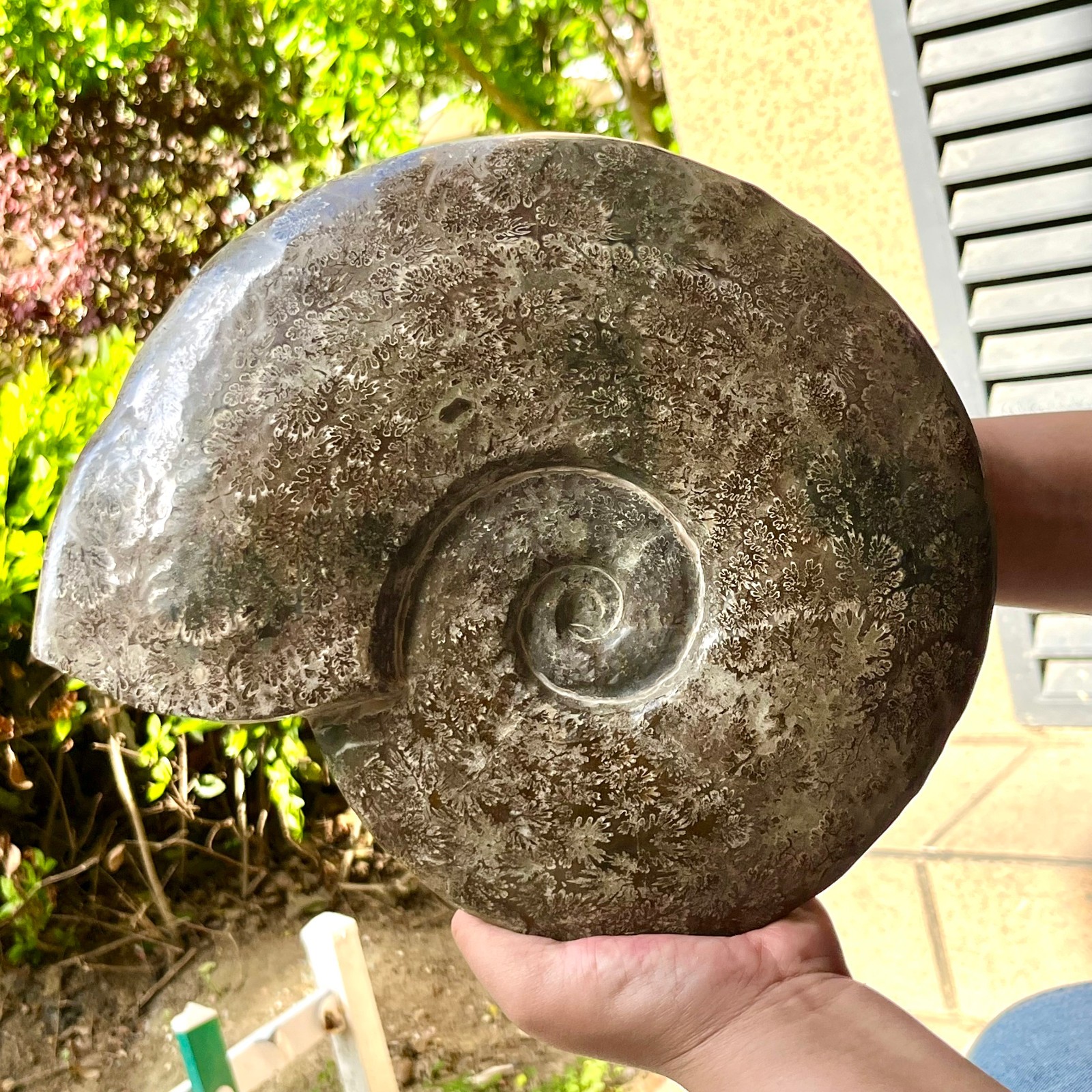 Polished Conch Shell Specimen Polished w/ Ammonite Pattern 11.08 lb
