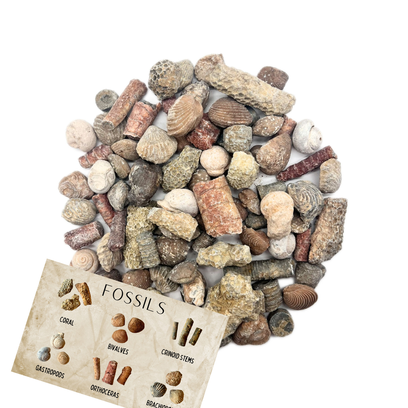 Fossil Mix | Genuine Fossils Morocco | Ammonites Crinoids Brachiopods Orthoceras