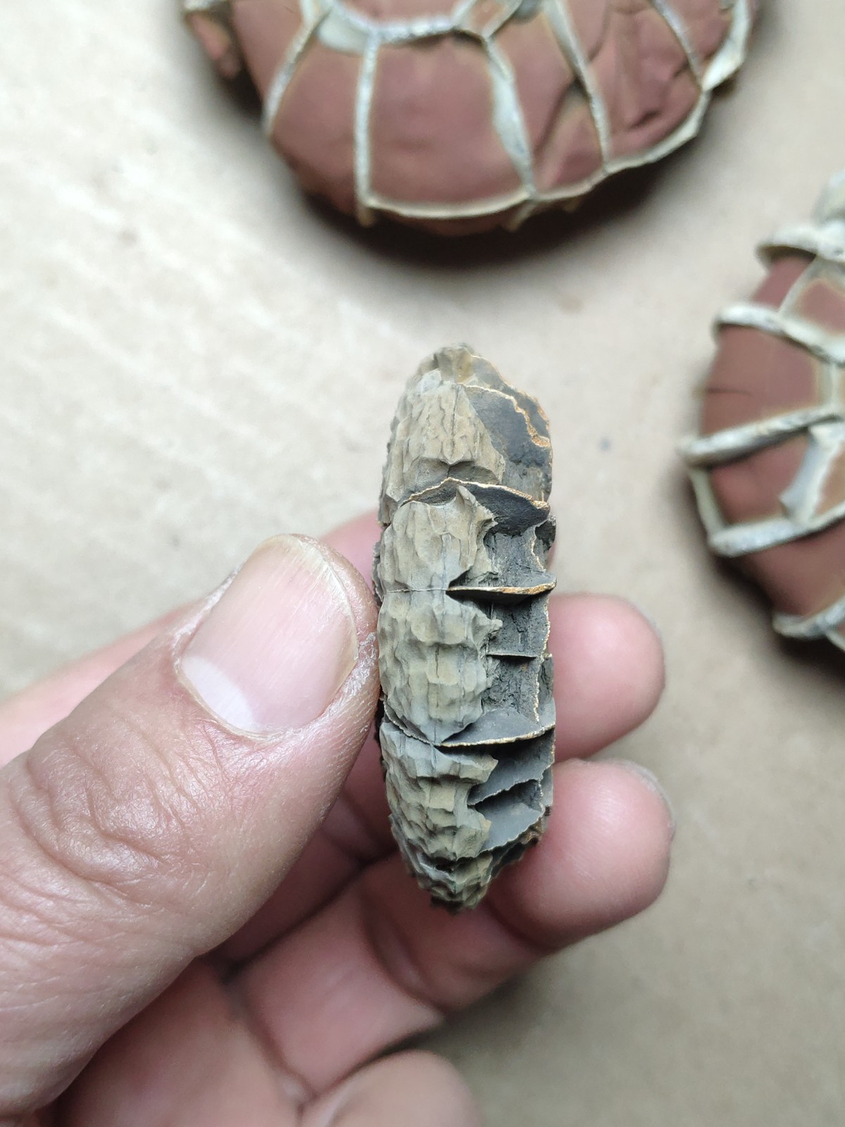 44g rare Natural tortoise back pattern stone Moire stone Specimen
