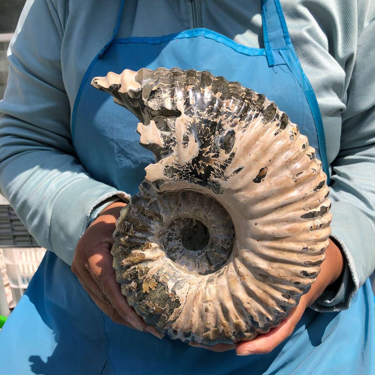 7.65LB Natural ammonite fossil conch Crystal specimen healing decor