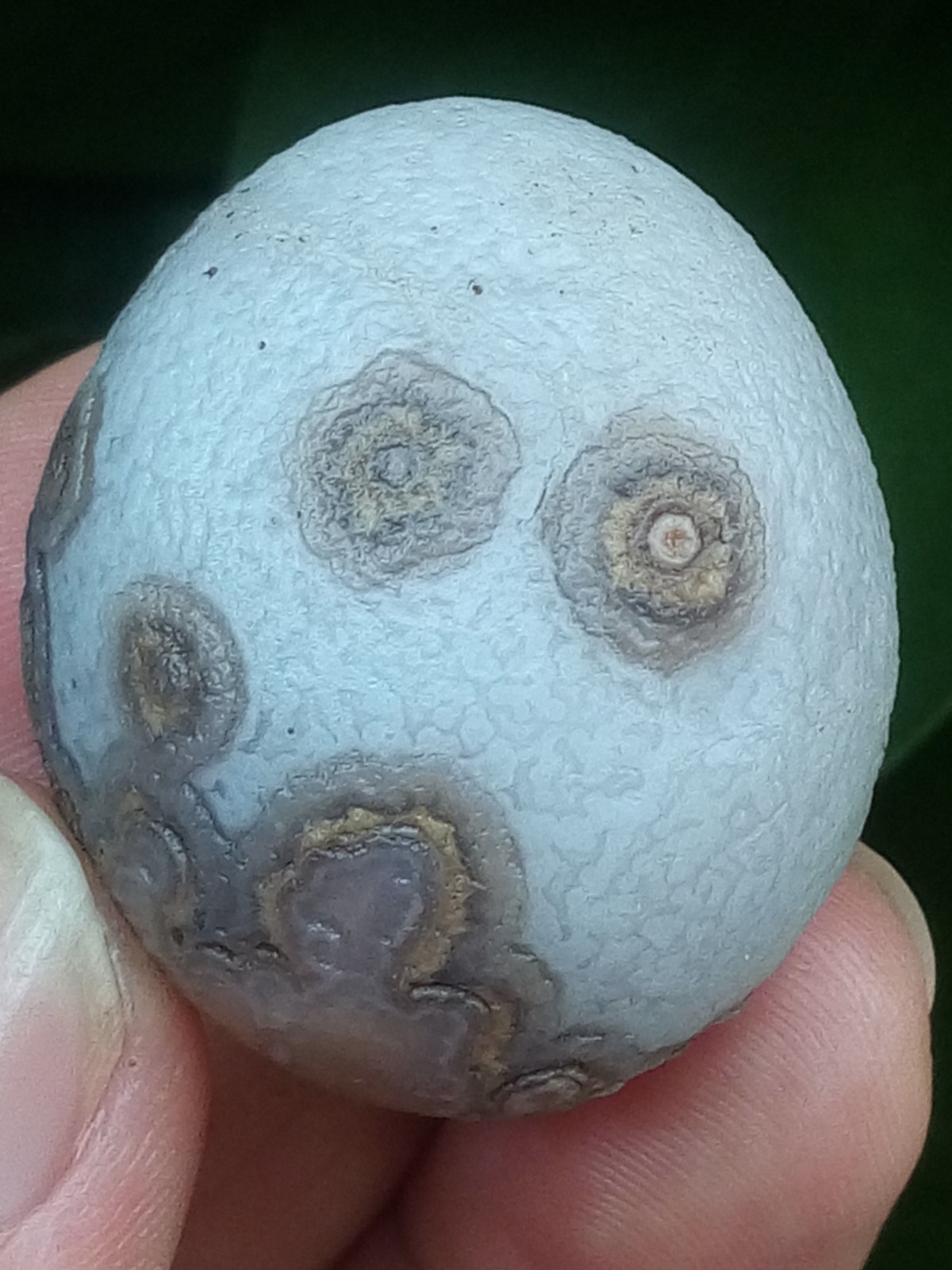 32mm Beautiful Natural agate Gobi agate eye agate stone collection