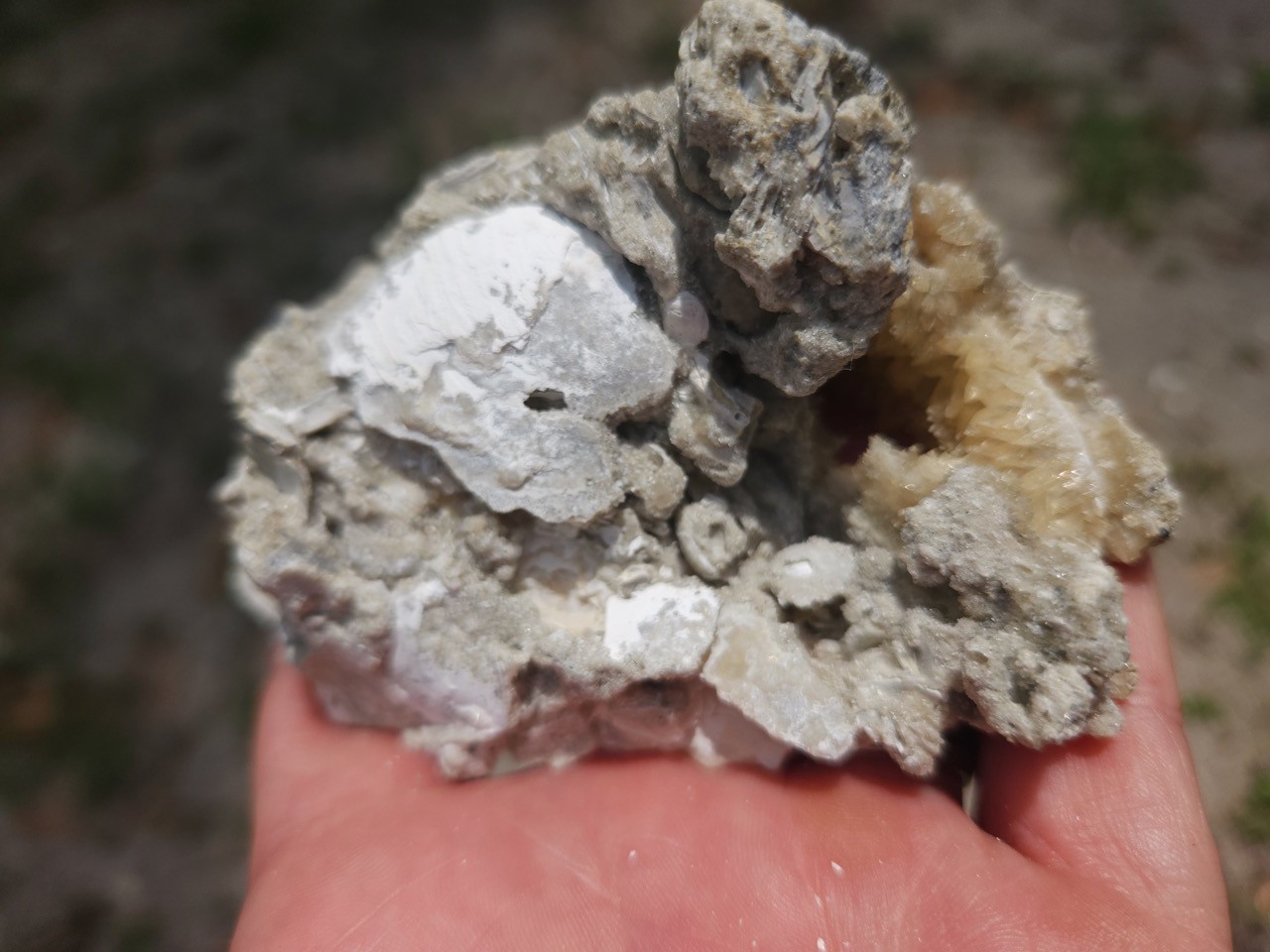 PAIR Calcite Crystal WHELK AND CLAM Shell Fossil Rucks Pit Florida dogtooth UV