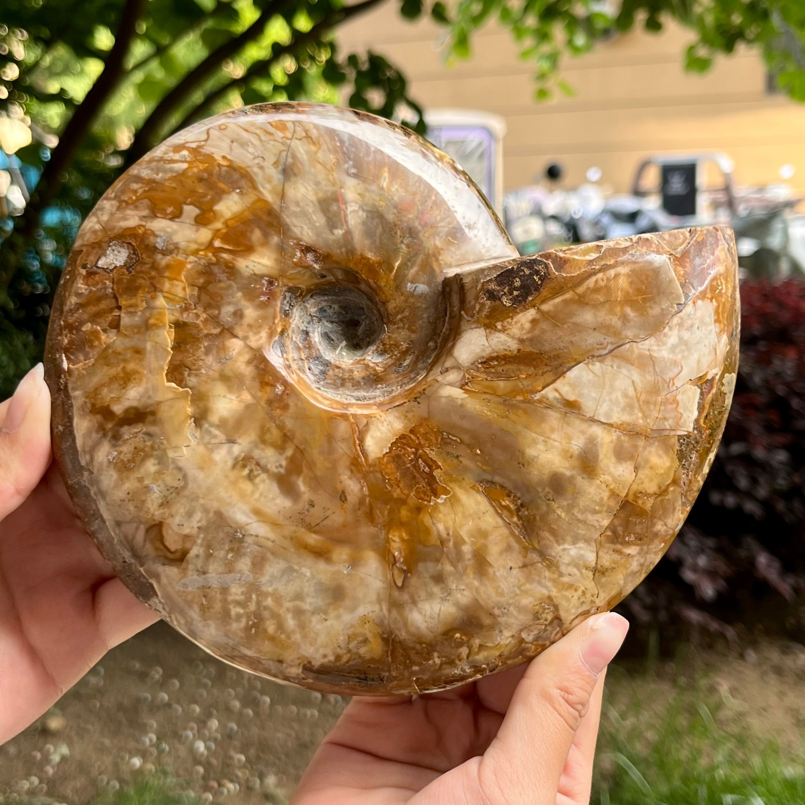 Genuine Ammonite Fossil Polished Sea Snail Shell Gemstone Figure Display 3.3 lb