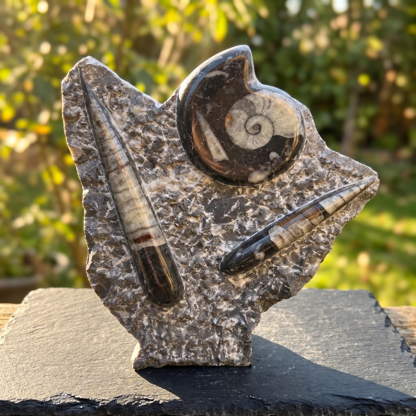 Orthoceras and Ammonite Fossil Stone Display Carving Natural Genuine Fossils