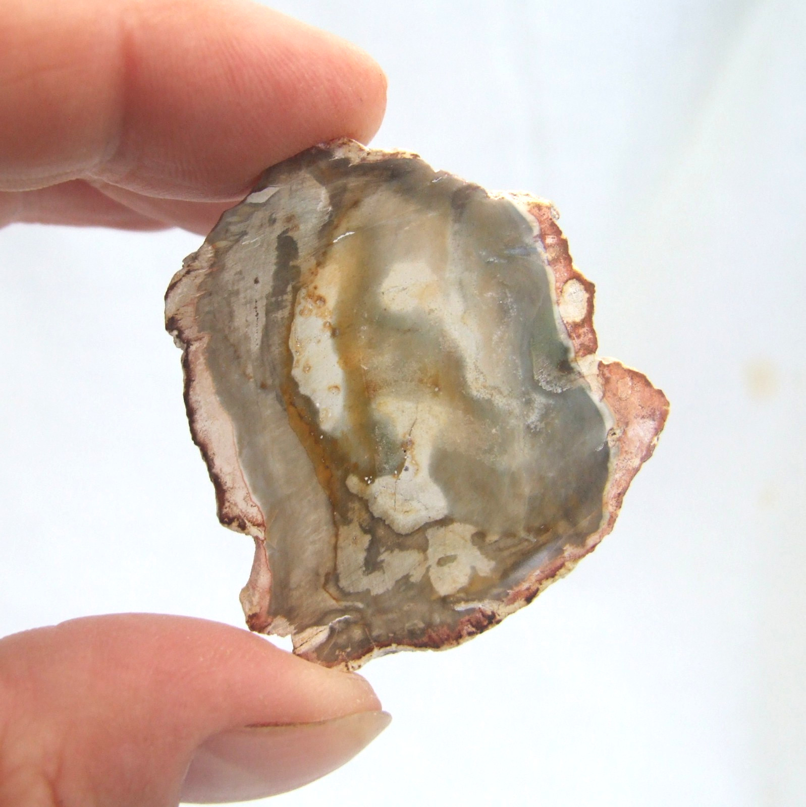 Fossil Petrified Wood Slice Madagascar Polished 4cm x 3.5cm 12g