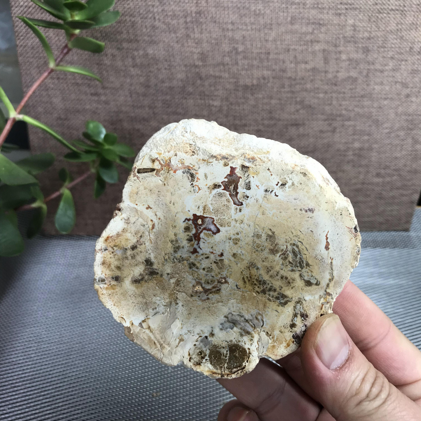 Top 95mm Natural Petrified Wood Crystal Rough Slice Madagascar 219g A1390