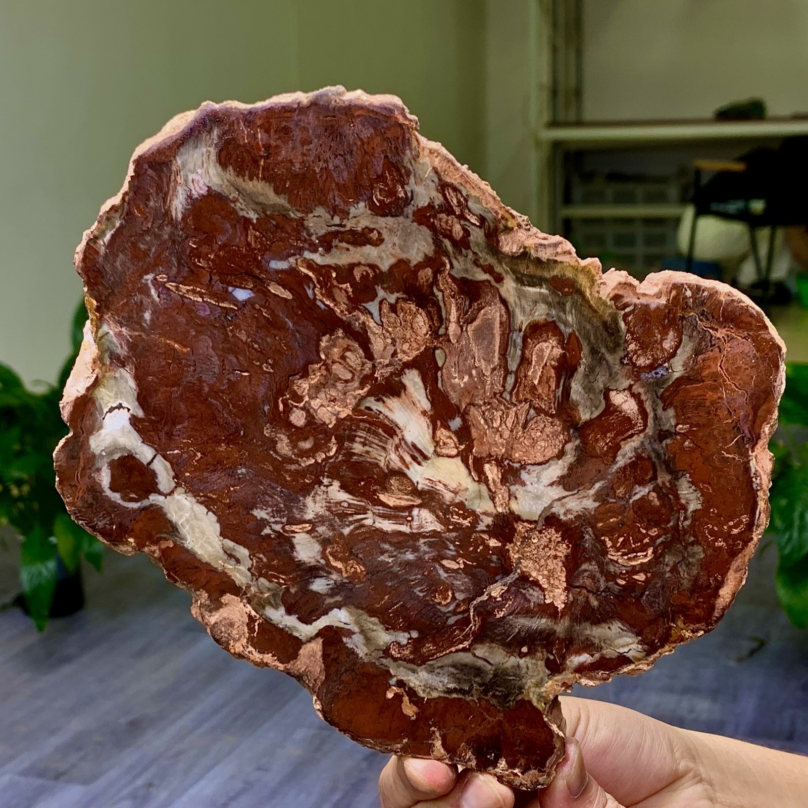 2.13LB Natural Petrified Wood Crystal Fossil Slice Shape Specimen Healing