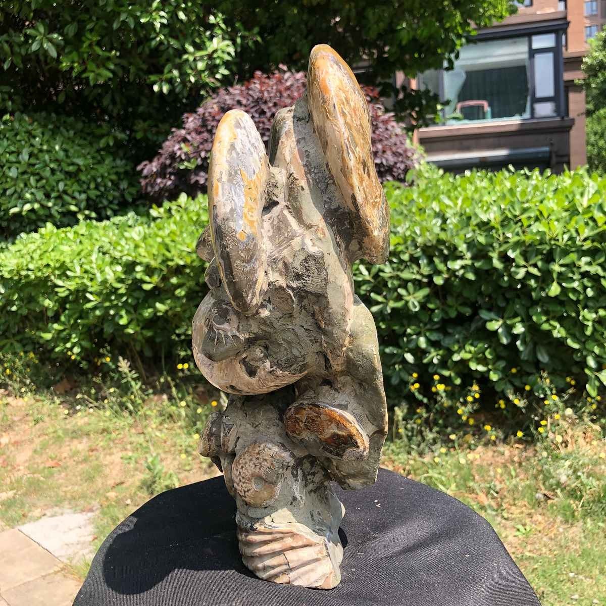 18.15LB Natural Beautiful Ammonite Fossil Conch Crystal Specimen Healing 5119