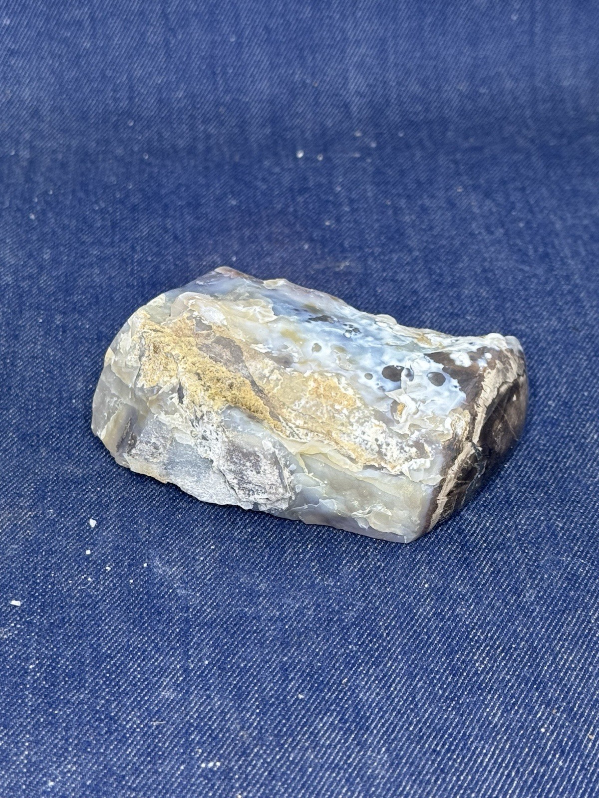 Blue Forest Petrified Wood Display Piece ( Wyoming)