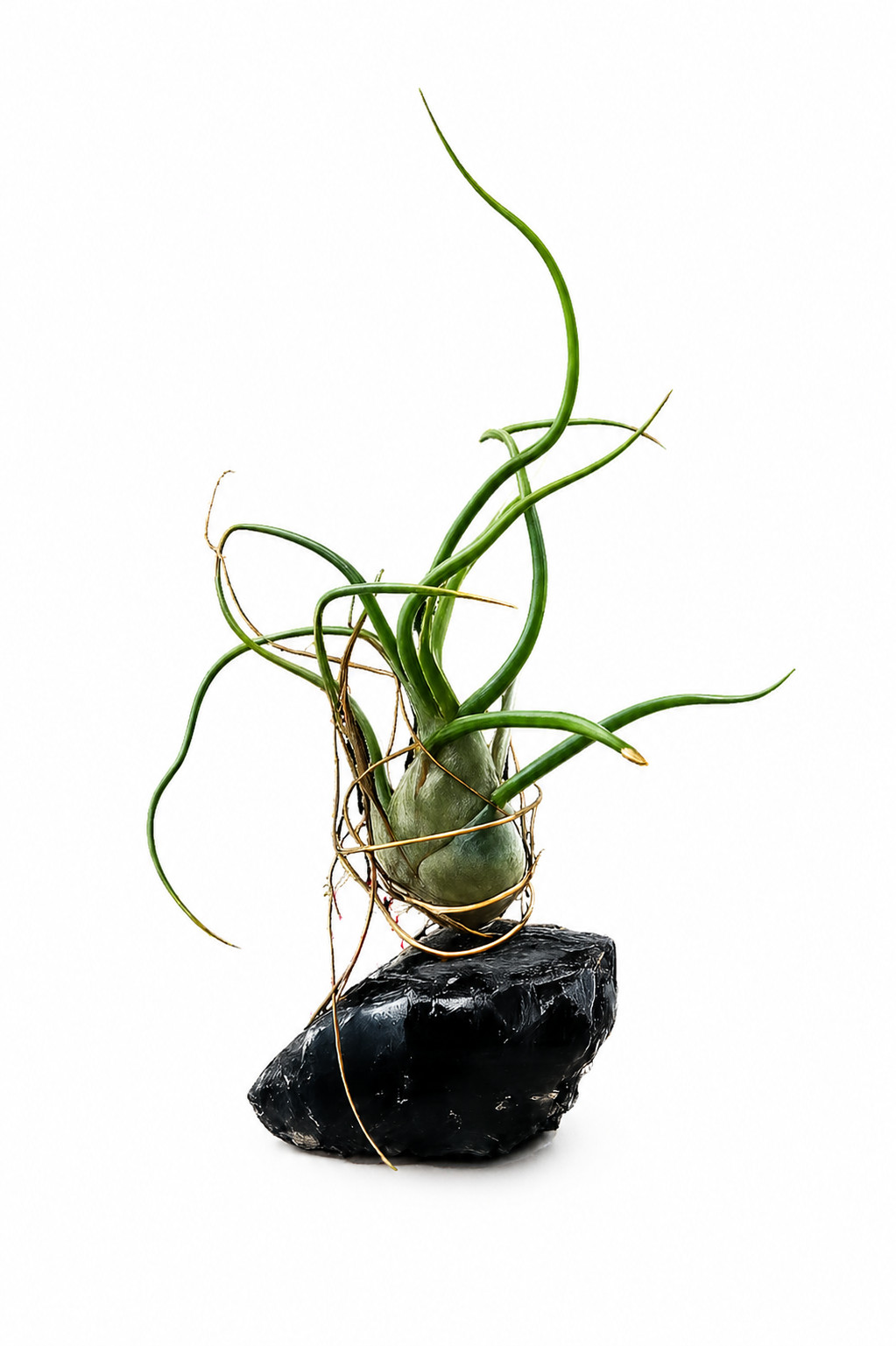 Air Plant Holder Geode Crystal w/ Bulbosa + Spray Bottle & Care Kit BOHO GIFT