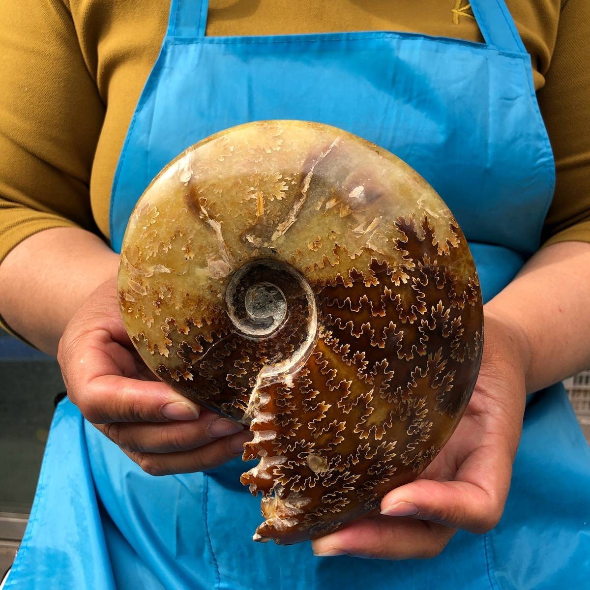 2pcs 3.47LB Natural Beautiful Ammonite Fossil Conch Crystal Specimen Healing