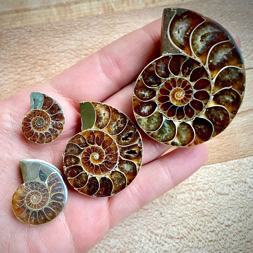 2pc Half Cut Natural Ammonite Shell Fossil Specimen Madagascar Collection Gem
