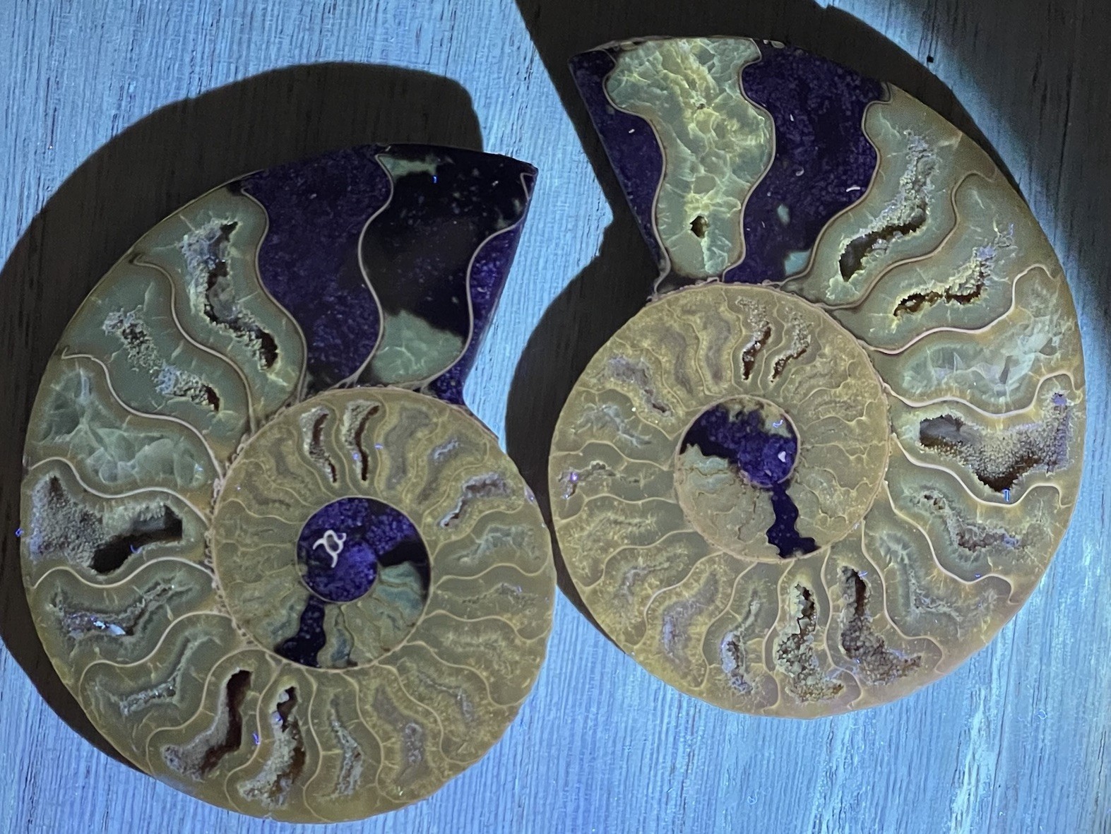 Natural Ammonite Fossil Conch quartz Crystal Specimen