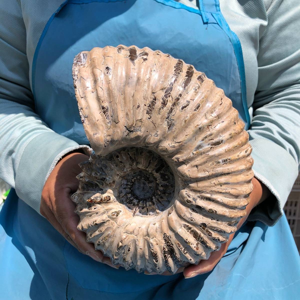 7.63LB Natural Beautiful Ammonite Fossil Conch Crystal Specimen Healing 5391