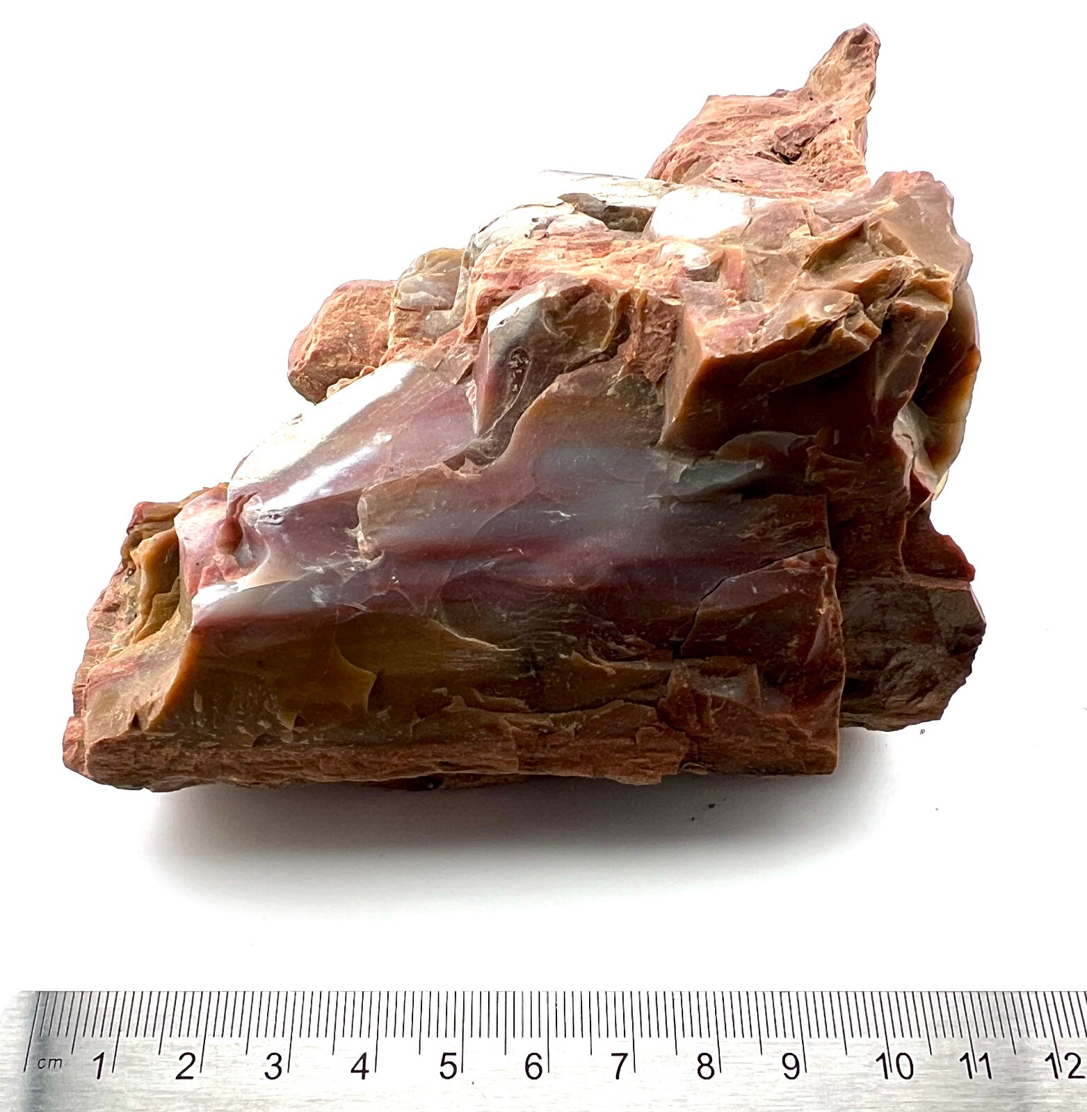 Loose Natural Stone – United States: Petrified Wood 2lb 3oz