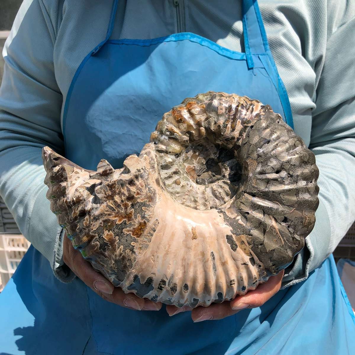 7.65LB Natural ammonite fossil conch Crystal specimen healing decor