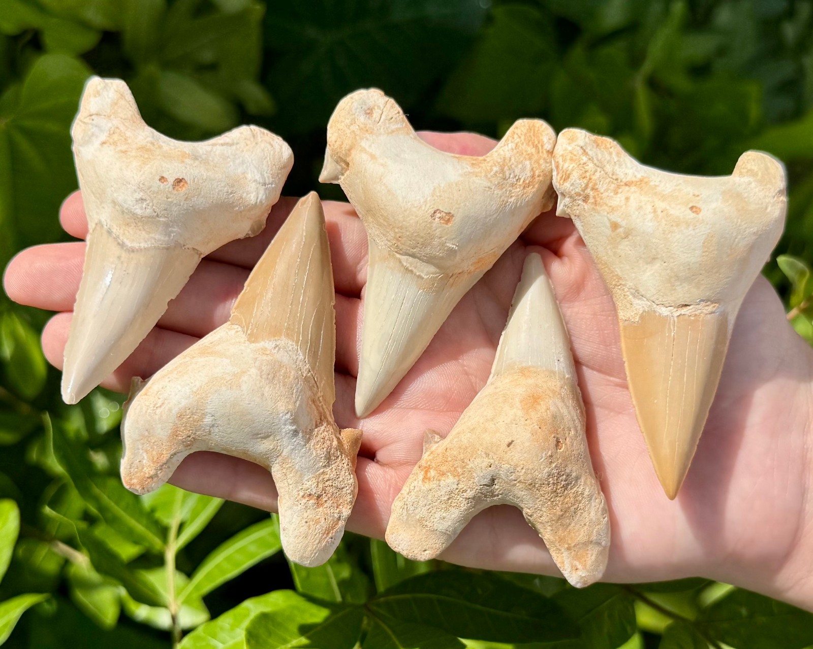 LARGE Shark Tooth Fossils, Natural Fossilized Shark Teeth – Choose Size & Amount