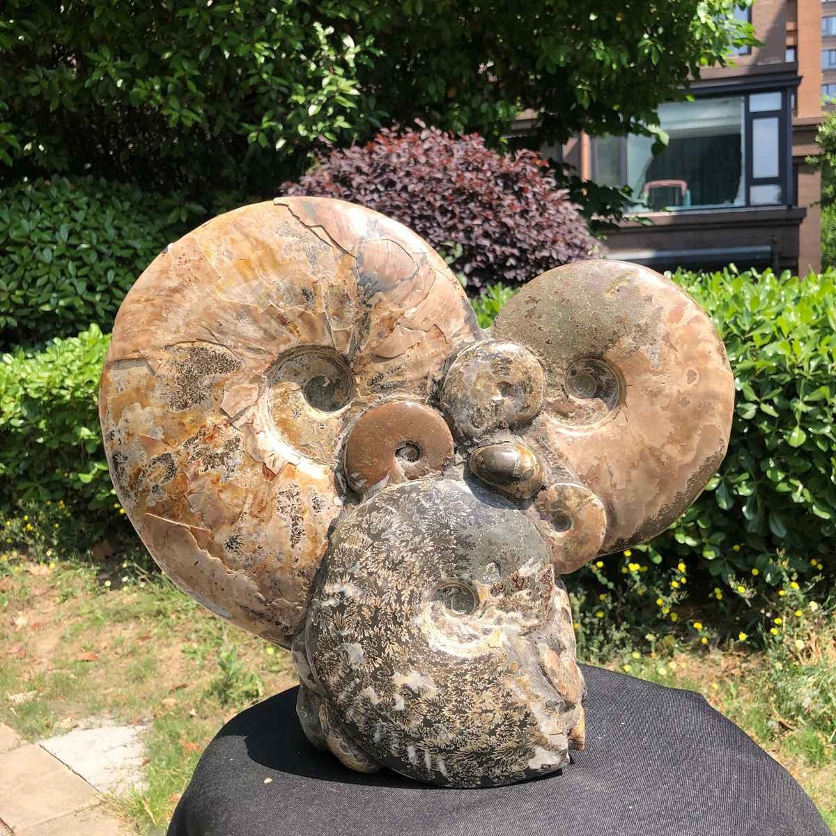 17.46LB Rarem Natural Tentacle Ammonite Fossil Specimen Shell Healing Madagas