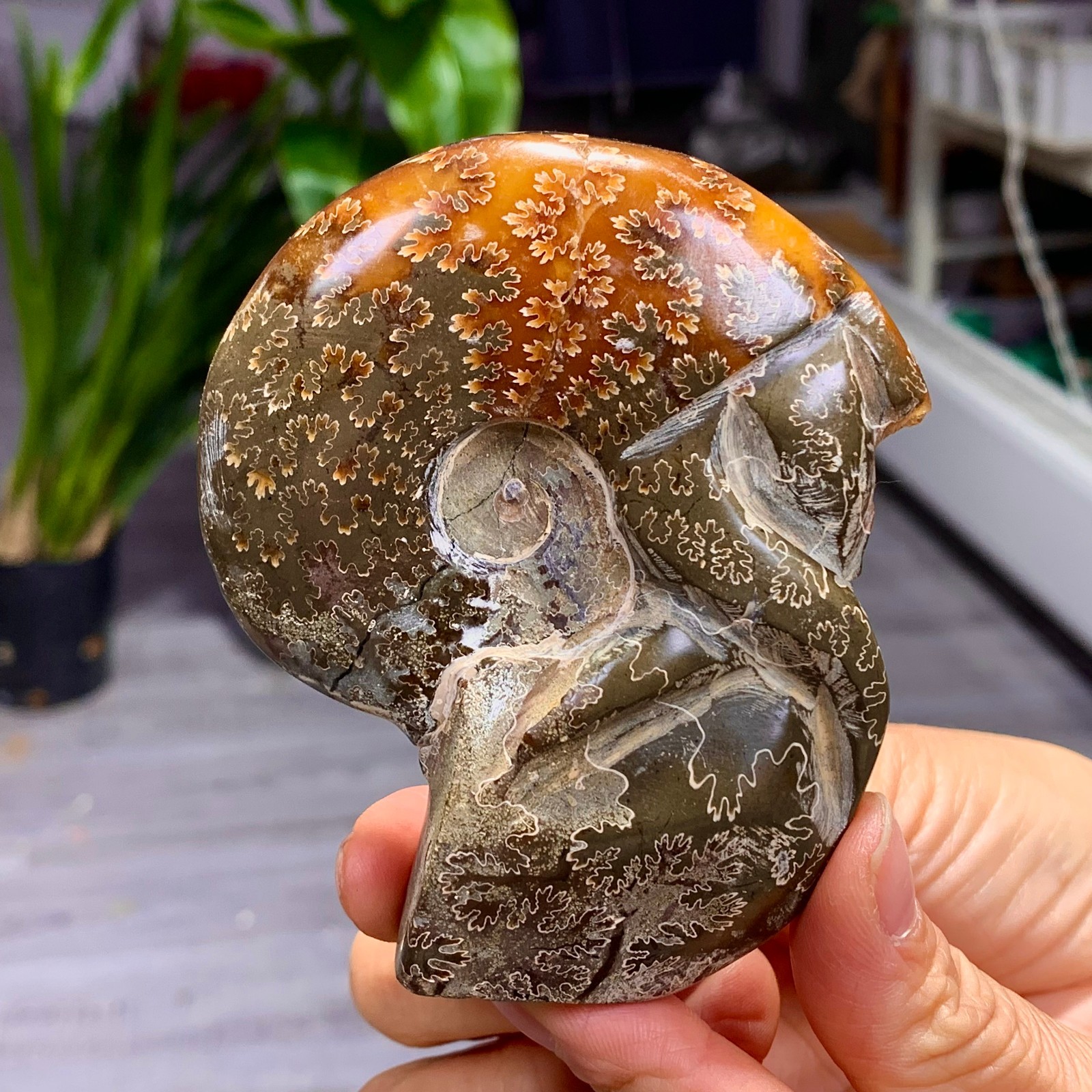 180G Rare! Natural tentacle ammonite fossil shell healing Madagascar
