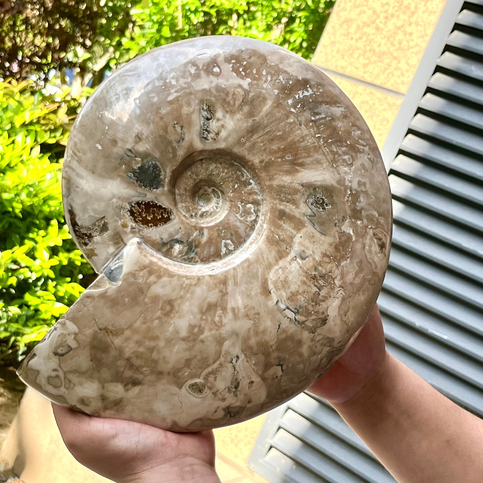 Polished Ammonite Fossil Madagascar Natural Spiral Sea Shell Gem 11 lb