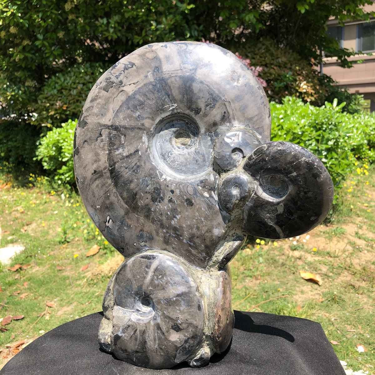 13.28LB Rarem Natural Tentacle Ammonite Fossil Specimen Shell Healing Madagas