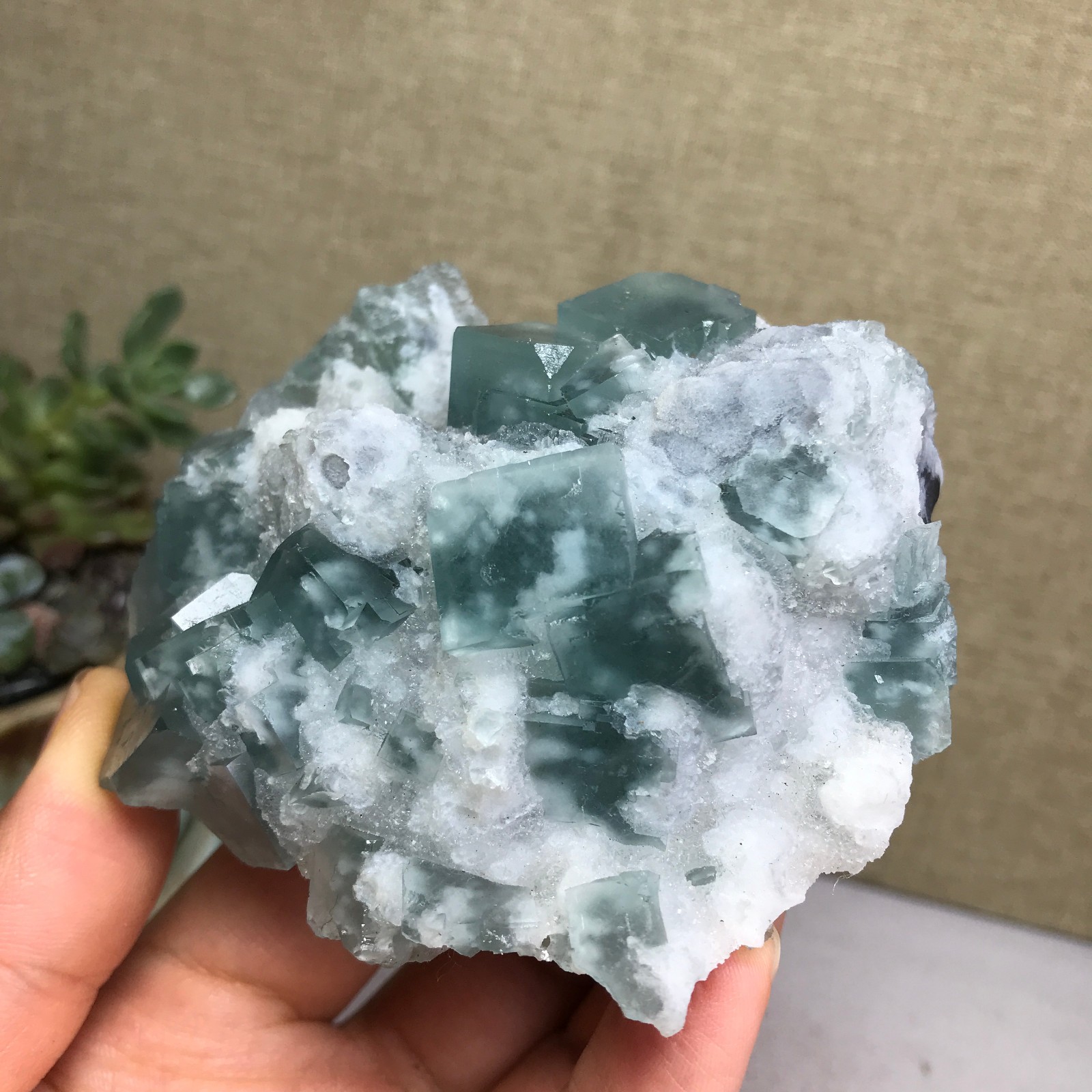 271g NATURAL Green Cubic FLUORITE paragenesis Crystal Cluster Specimen A4776
