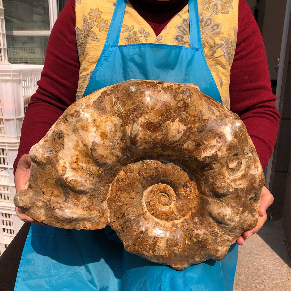 21.93LB Large Natural Beautiful Ammonite Fossil Conch Crystal Specimen Healing