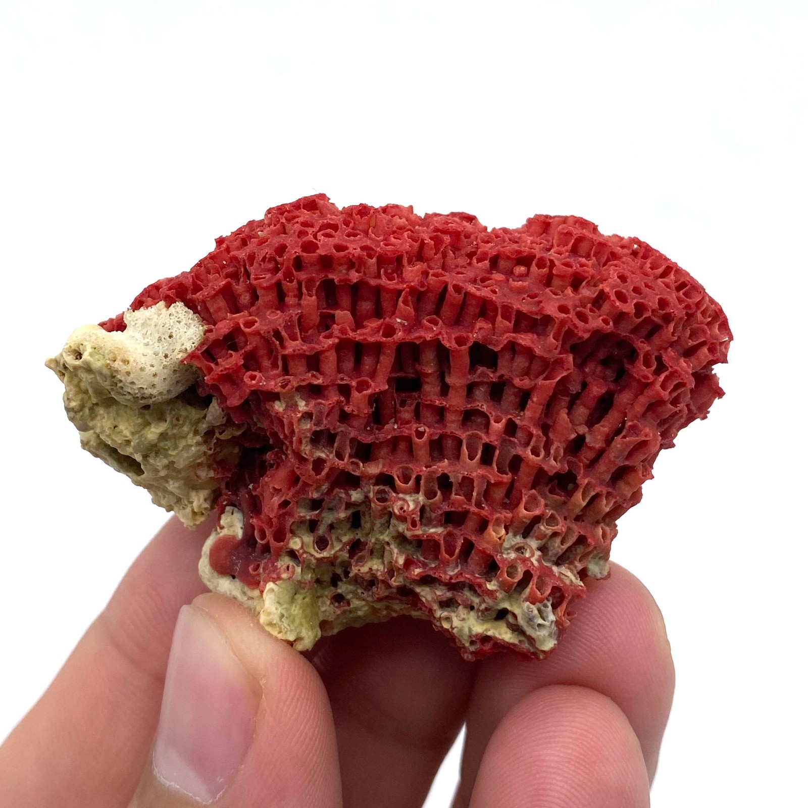 Natural Red Coral with Matrix , Mineral Specimen Collection, Italy