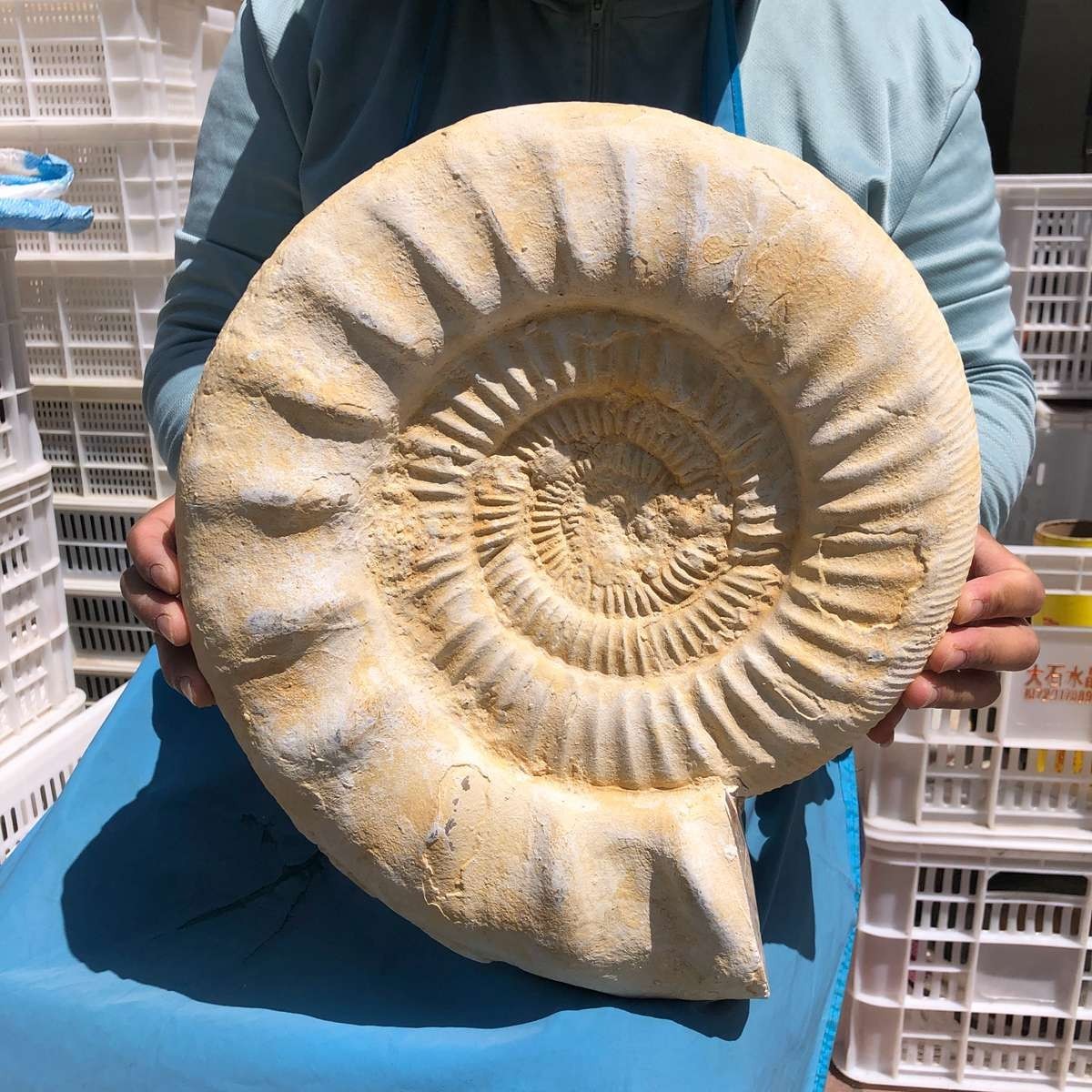 22.5LB Large Natural Beautiful Ammonite Fossil Conch Crystal Specimen Healing