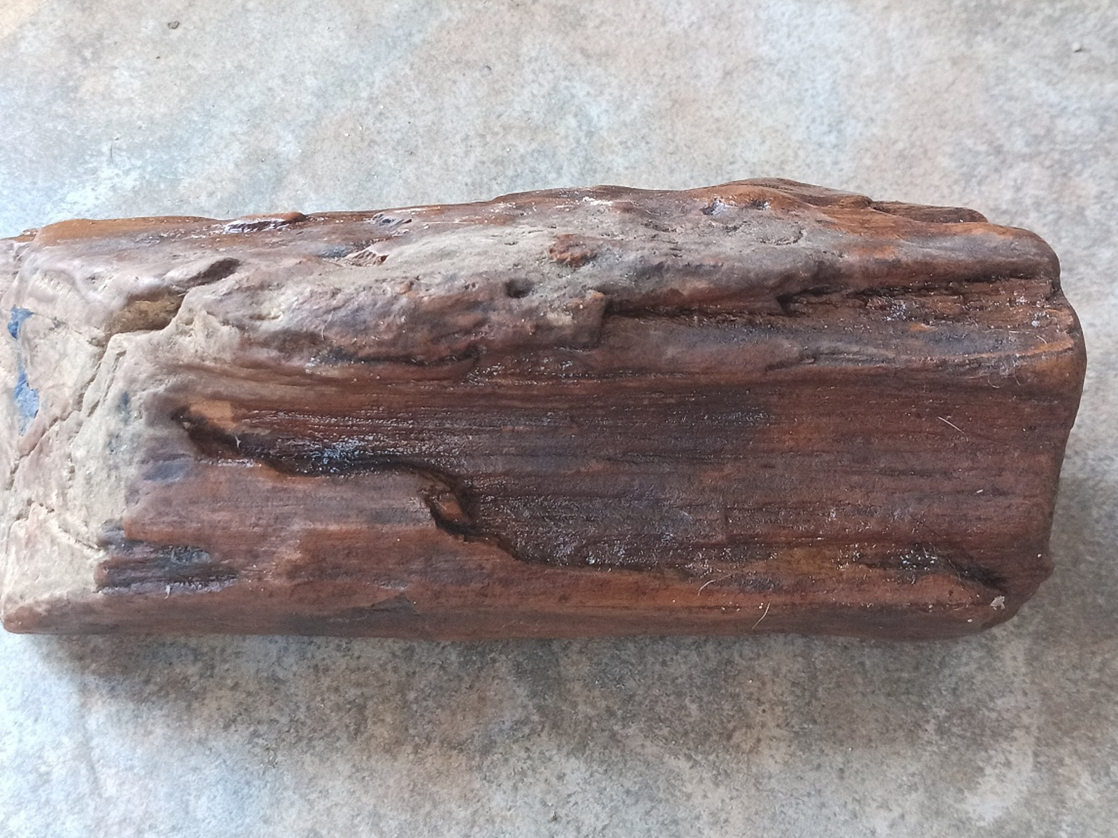 Petrified Wood Log Fossil 6 ” Yellow Creek Mississippi United States