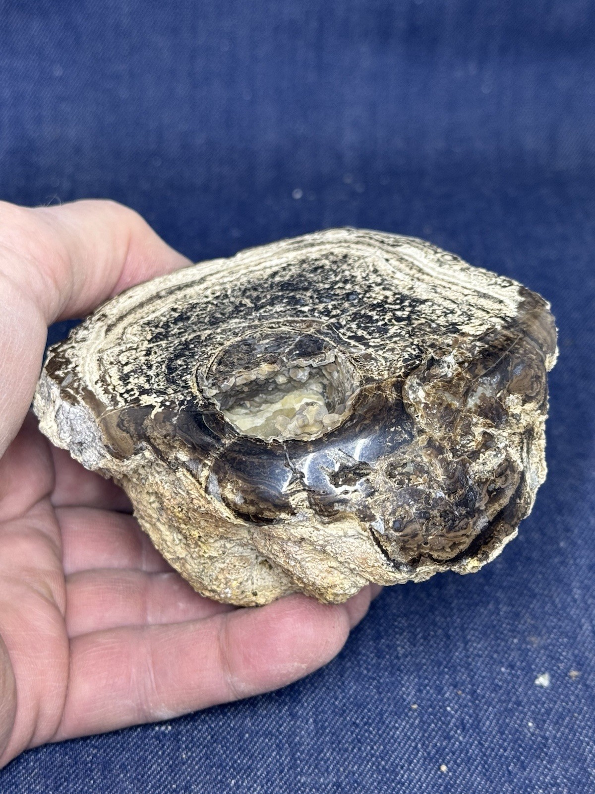 Blue Forest Petrified Wood Stand Up Display Piece ( Wyoming) 2 Lbs