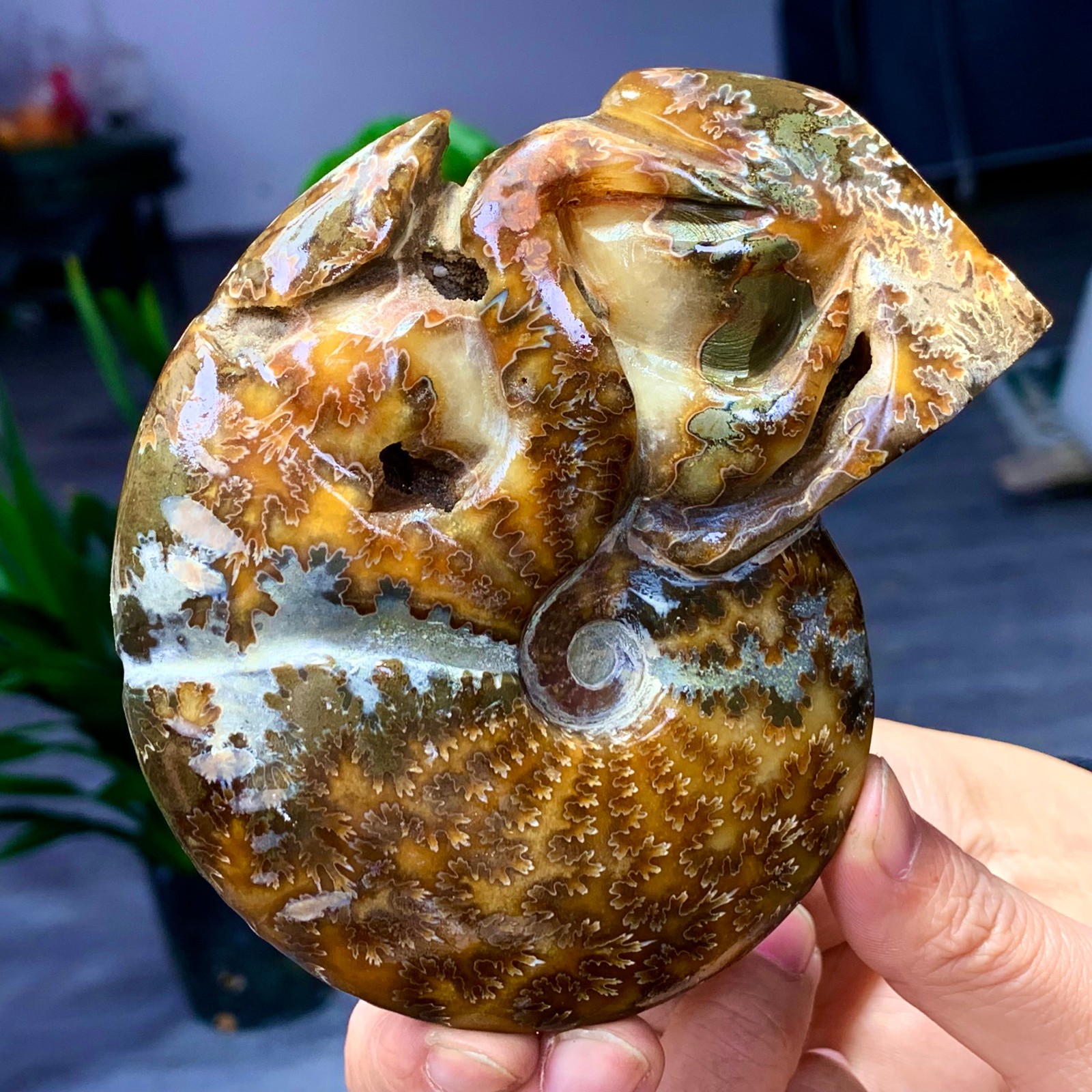 364G Rare! Natural Tentacle Ammonite Fossil Shell Healing Madagascar