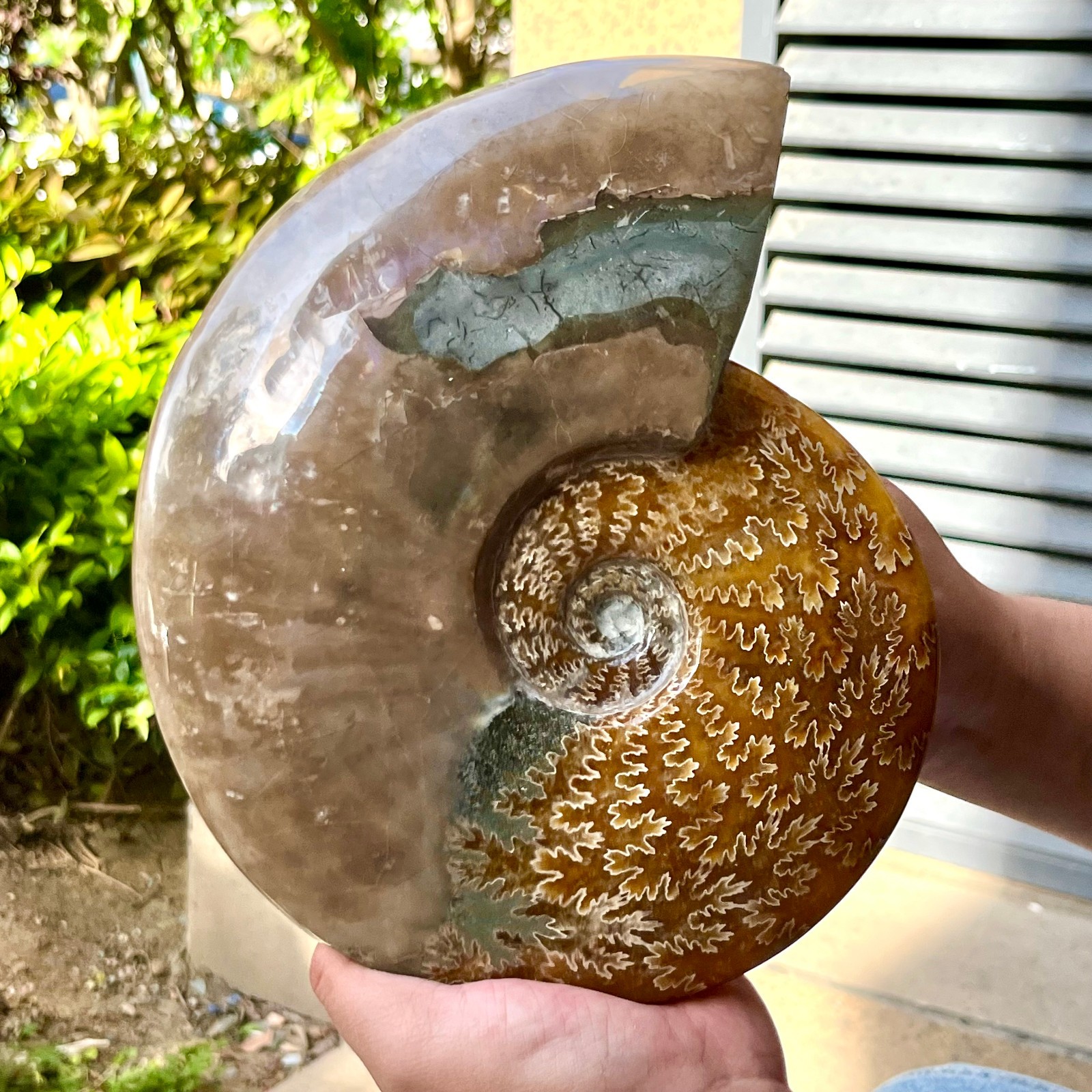 Ammonite Fossil Specimen Polished Spiral Shell Home Decor 6.4 lb