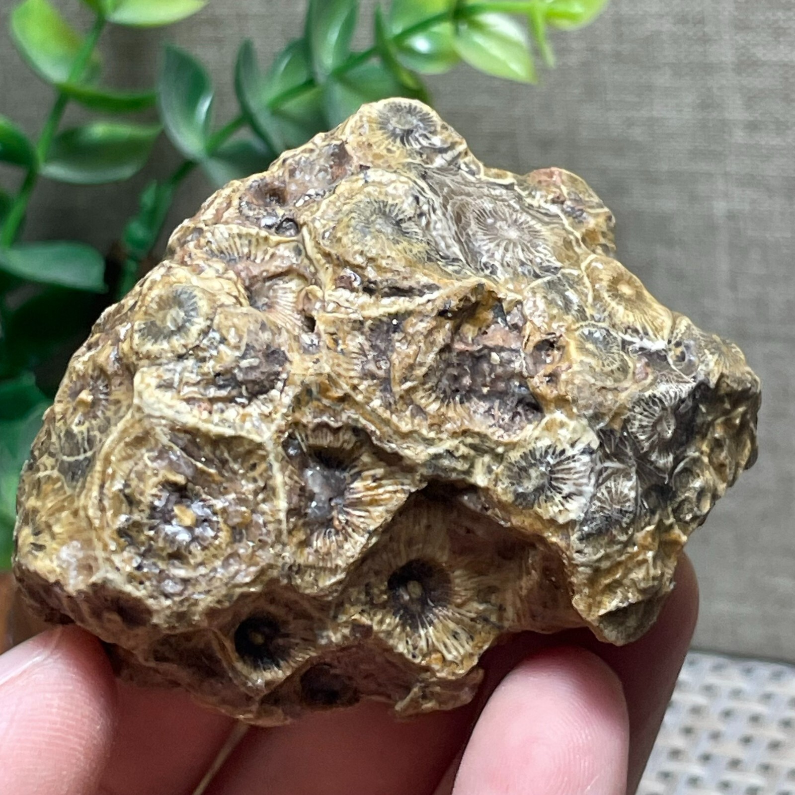 Unpolished Michigan Petoskey Stone – Hexagonaria – Coral stone 110g A56