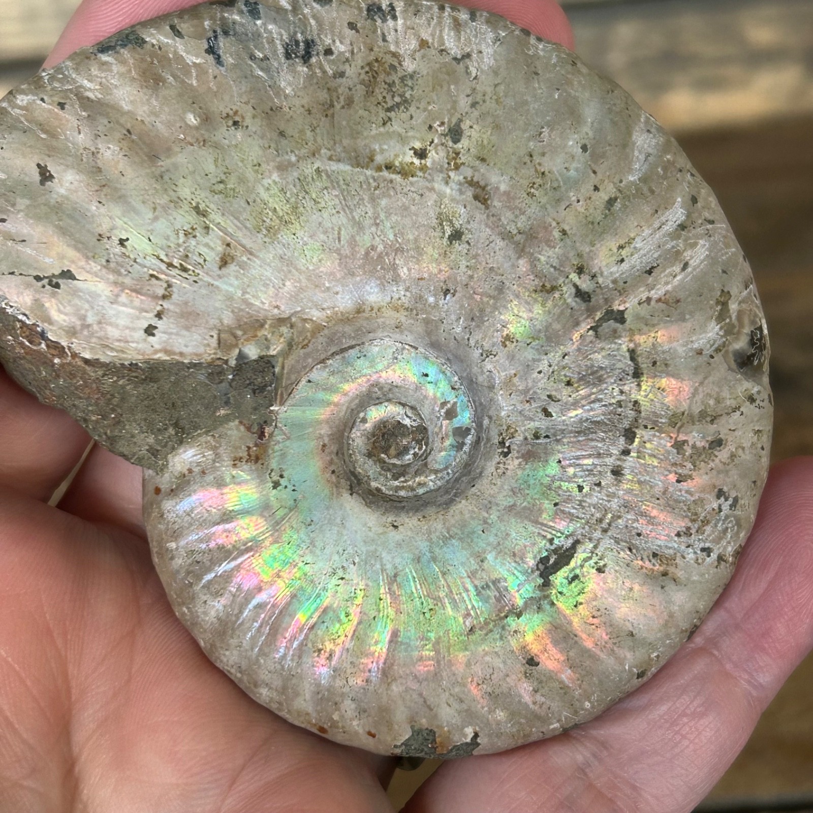 Opalized Ammonite Fossil 3.5″ Iridescent Rainbow Shell Healing Stone