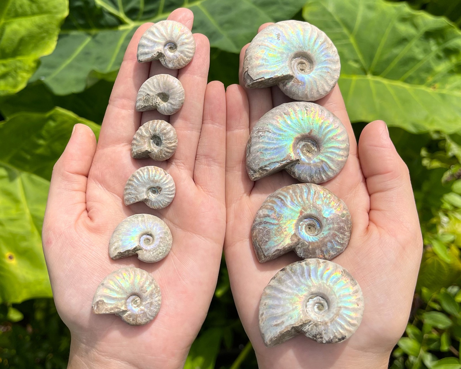 Opalized Ammonite Fossils – Choose Size & Amount (Natural Iridescent Ammonites)