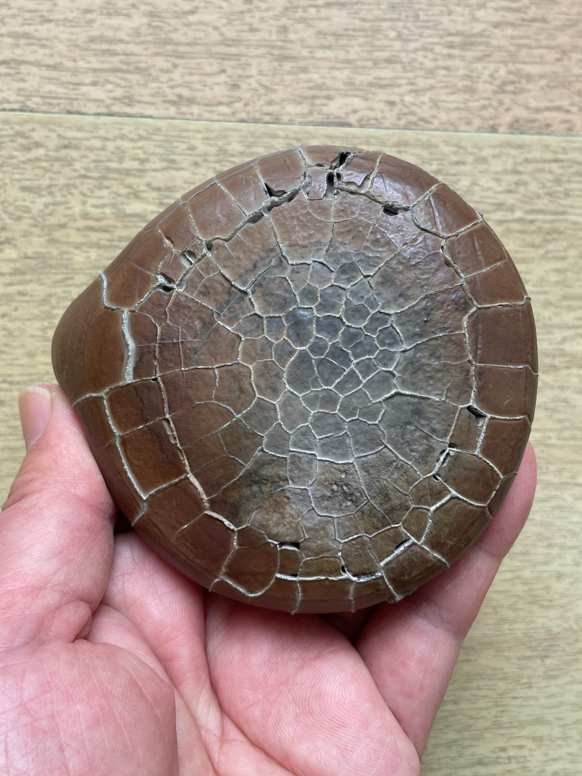 412g beautiful Natural tortoise back pattern stone Moire stone Landscape stone
