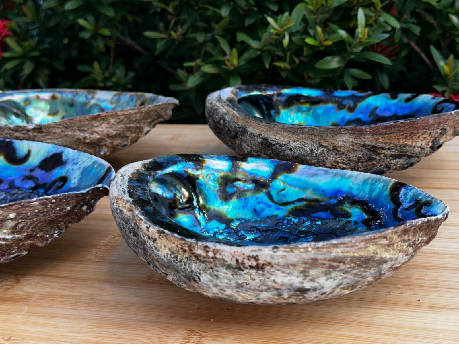Jumbo Abalone Shell 7-8″, Huge Seashell Incense Burner, Smudge Bowl, Bulk Lot