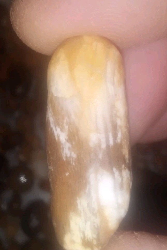 Semi-Translucent Brown and White banded Naturally Tumbled Agate.