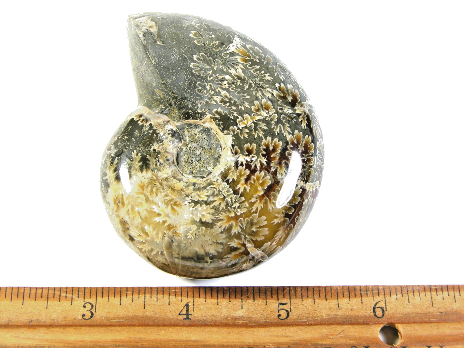 Ammonite fossil polished 3×2.5″ + showing suture &fire Madagascar ms55