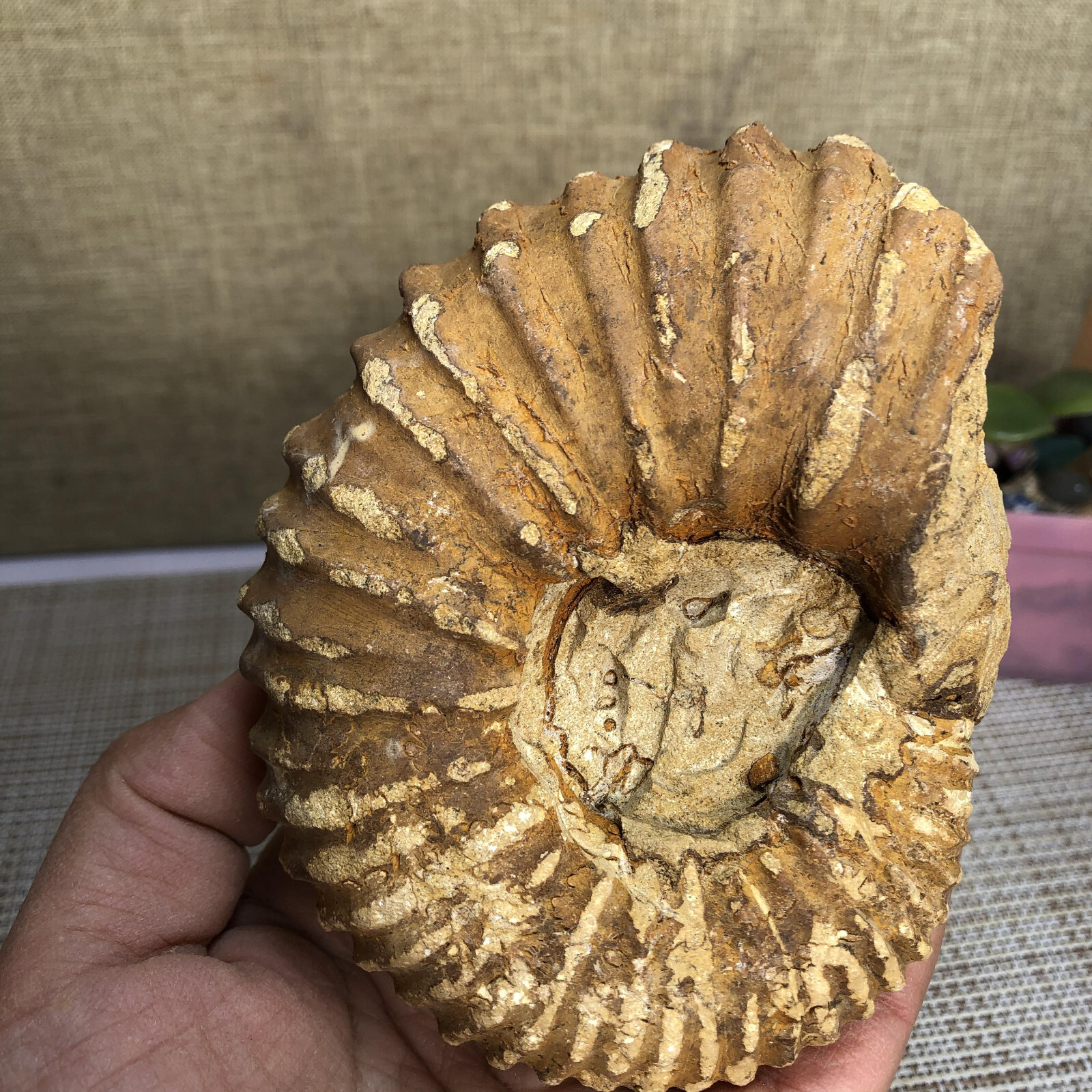 110mm Rare natural yellow conch Ammonite original rough Specimen 507g g4905