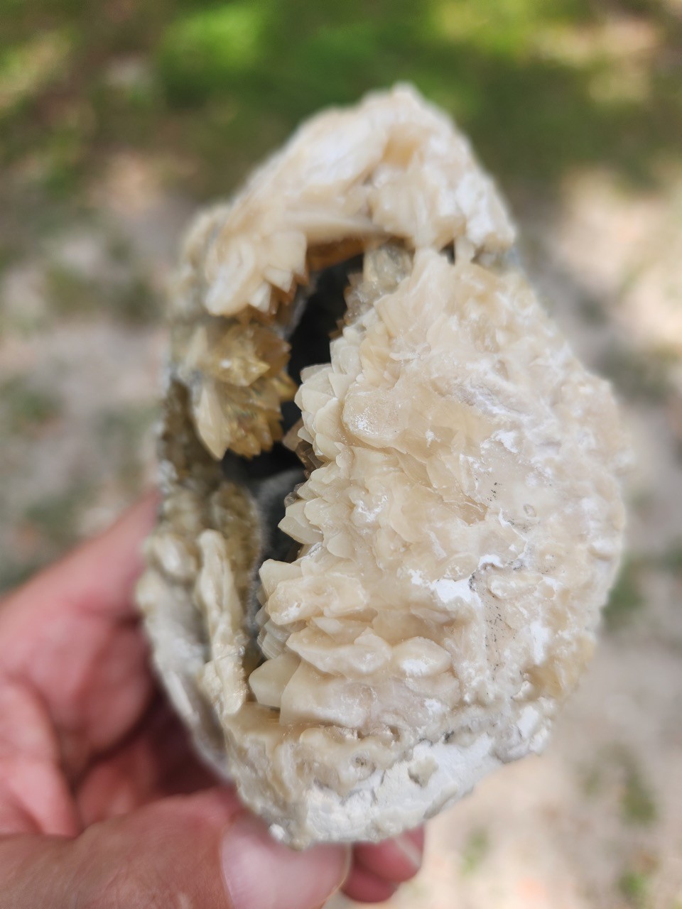 PAIR Calcite Crystal WHELK AND CLAM Shell Fossil Rucks Pit Florida dogtooth UV